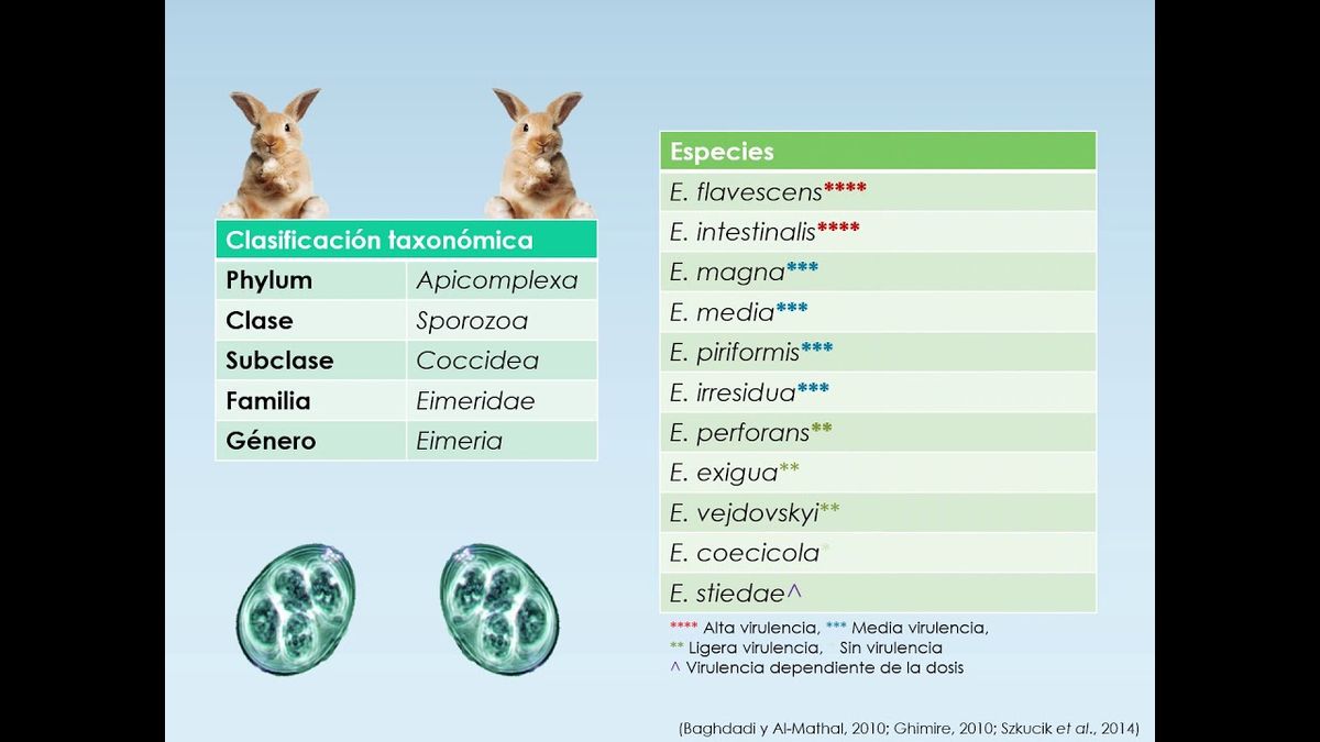 F125 - Identificación molecular de Eimeria spp. por regionalización del intestino de conejos (Ory…