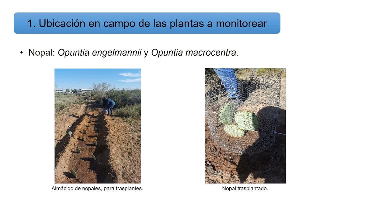 CLY532 - Monitoreo del Plan de Restauración de la Reserva Ecológica Semiárida del Instituto Tecn…