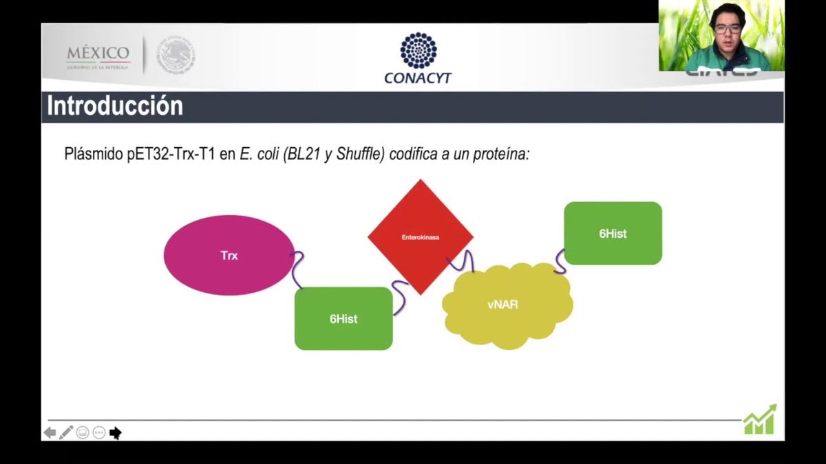 CCC-429 - COMPARACIÓN DE LA PRODUCCIÓN RECOMBINANTE EN MATRAZ DE PROTEÍNA TRX-T1 USANDO DOS CEPA…