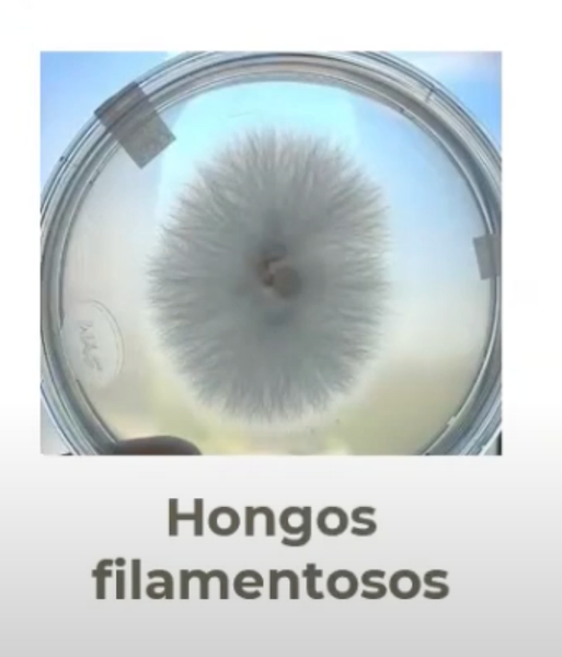 CPS080 - Hongos Filamentosos y su Tolerancia a Metales Pesados (Ag y Cu) como una Alternativa de Bi…