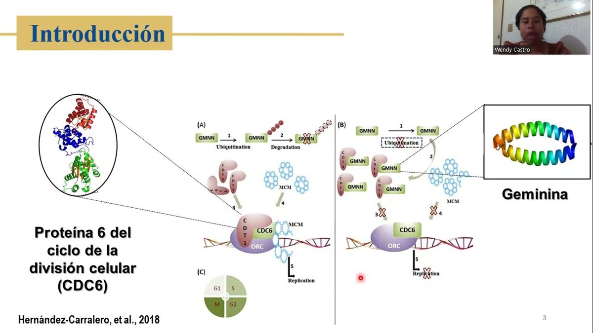 MTY088 - Expresión CDC6 y Geminina en Células de Cáncer Cervical