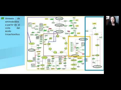 H123 - BIOMODELO DE LA SÍNTESIS Y REGULACIÓN GENÉTICA DE AMINOÁCIDOS EN ESCHERICHIA COLI
