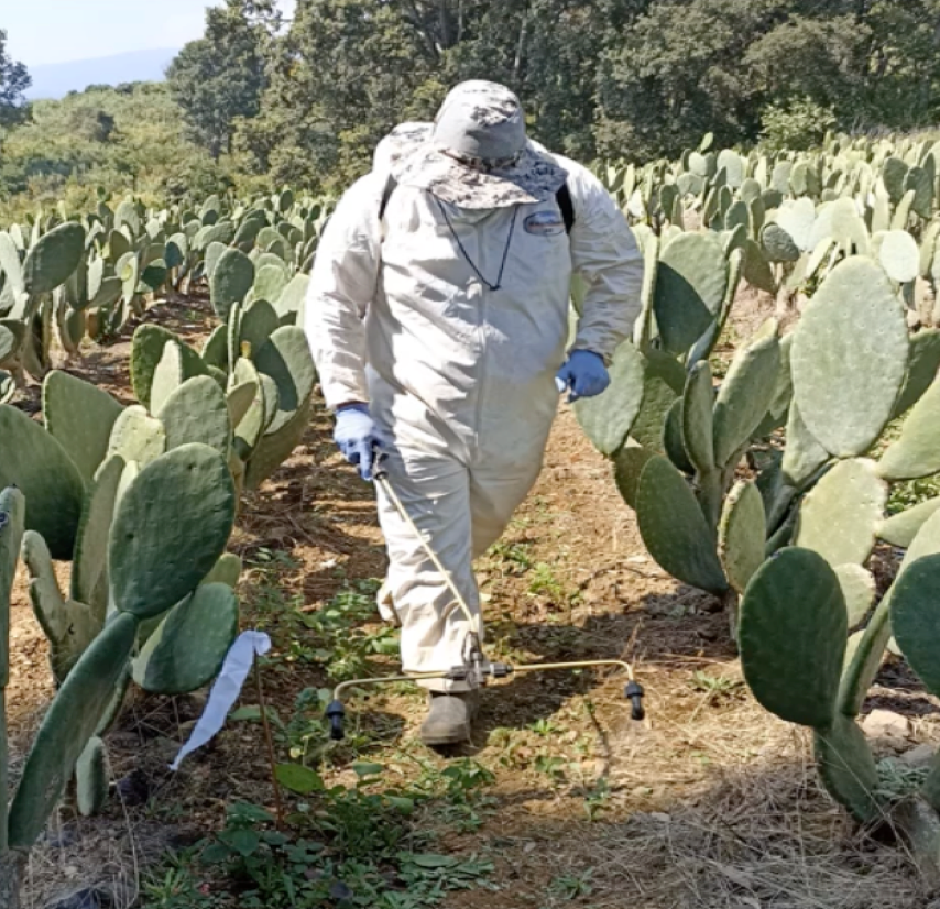 HUA144 - Evaluación de Extractos Vegetales como Herbicidas para el Control de Maleza en el Cultivo…