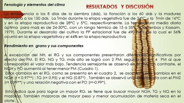 ITP178 - Rendimiento de Maíz Tehuacanero y el Número de Plantas por Mata