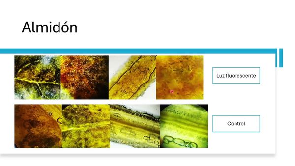 MED348 - Análisis Histoquímico de Metabolitos Primarios en Plántulas de Solanum lycopersicum L. …