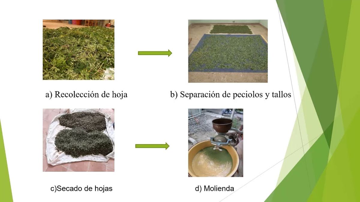 PBL004 - Uso de Harina de Moringa oleífera como Dieta Alternativa Sustentable en Pollos de Engord…