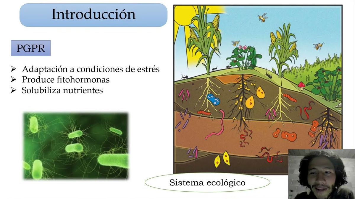 IEU059 - Efecto de Pseudomonas putida en la Germinación de Semillas de Tres Ecotipos de Uchuva (P…