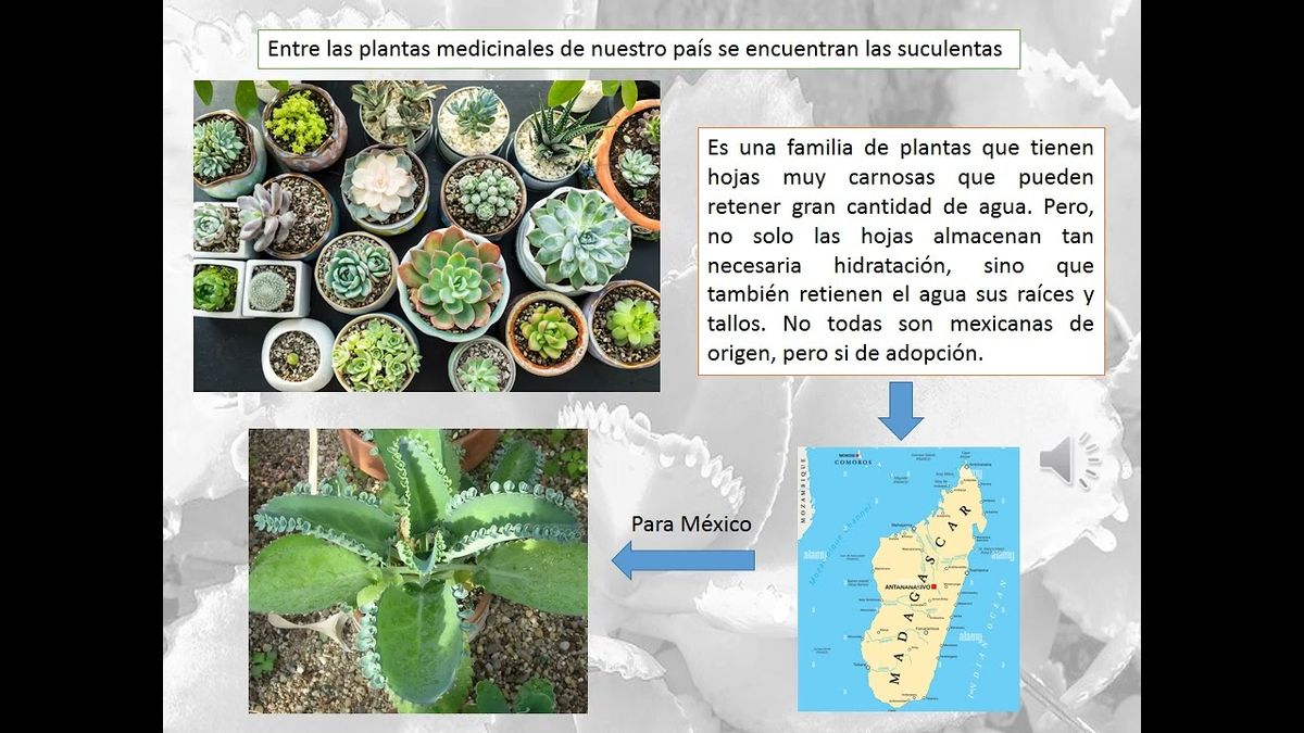 CEL339 - Mala madre (Kalanchoe pinnata) y sus Propiedades Antioxidantes