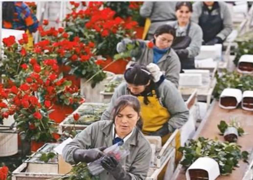 AJA019 - Factores Determinantes en la Rotación de Personal de Sunshine Bouquet en Colombia y sus I…