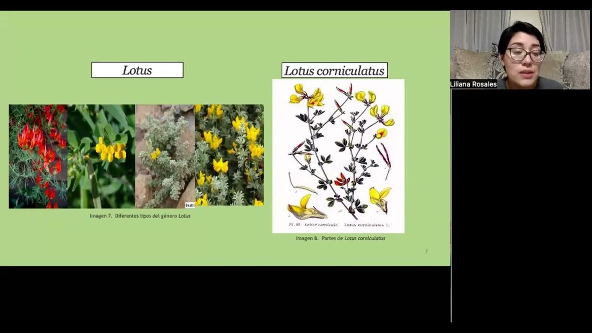 CHM172 - Determinación de Actividad Antioxidante del Extracto de Semillas de Lotus corniculatus