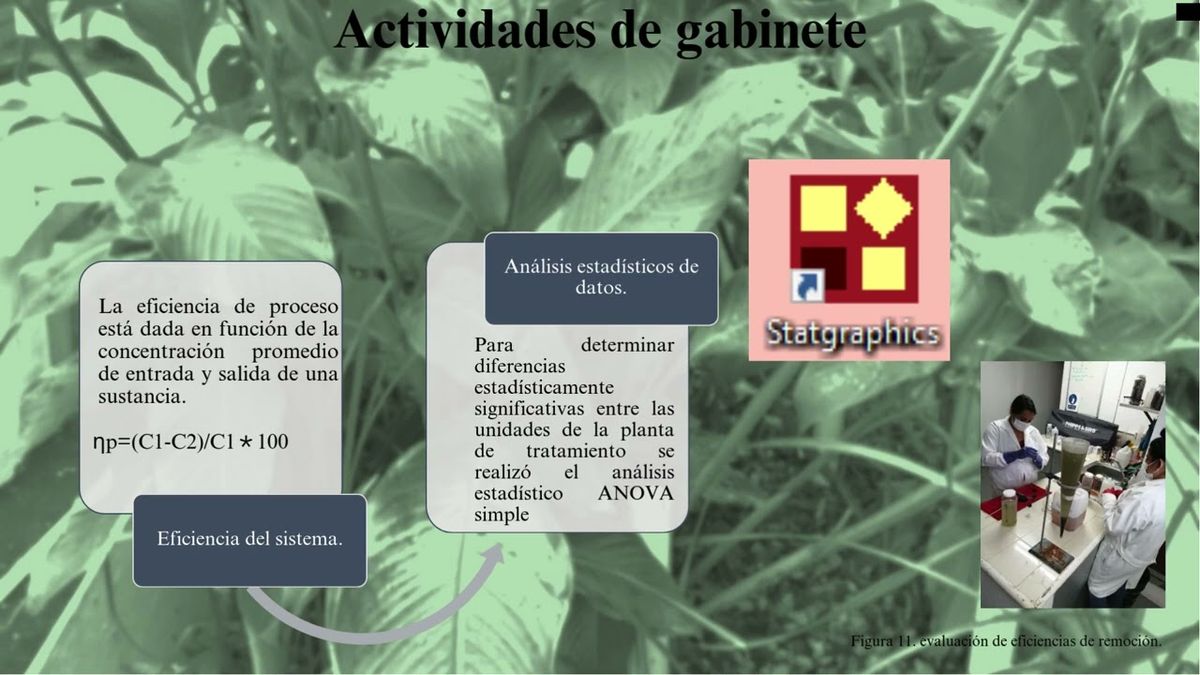 HUA055 - Canna indica y Ludwigia octovalvis en el tratamiento de efluentes agrícolas