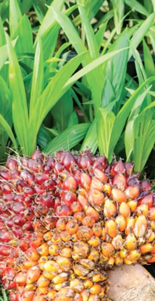 CHM152 - Sustentabilidad del cultivo de palma de aceite: Estudio de caso de pequeños productores e…