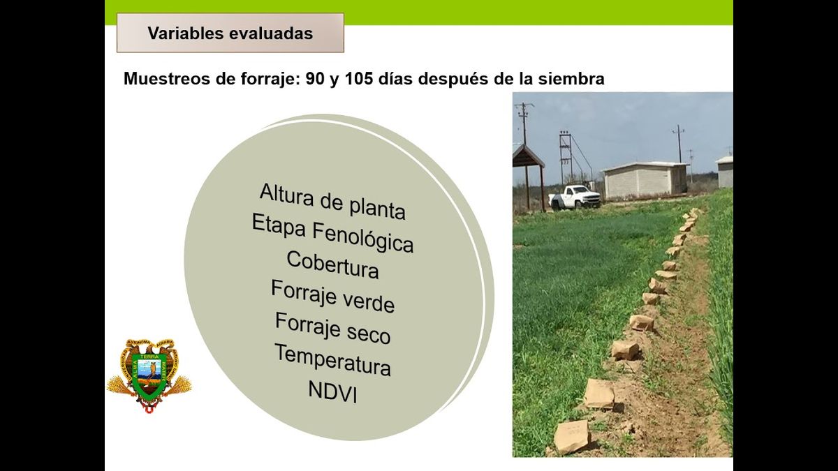 MOR353 - Rendimiento de Forraje de Trigos Harineros a Través de Dos Muestreos en Zaragoza, Coahuil…