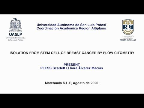 T031 - ISOLATION FROM STEM CELL OF BREAST CANCER BY FLOW CITOMETRY