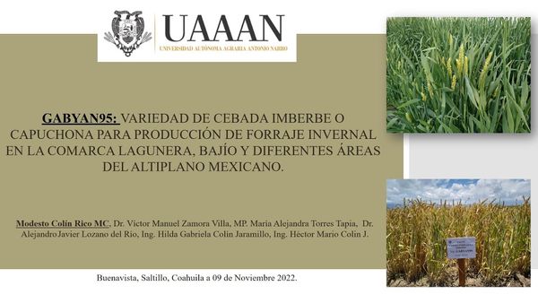 CEL276 - GABYAN 95: Variedad de Cebada Imberbe o Capuchona para Producción de Forraje Invernal en …