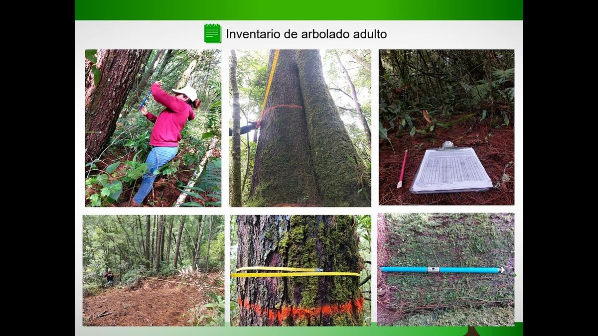 ABR033- Crecimiento y manejo sustentable de Pinus chiapensis en bosque mesófilo de Juquila Vijanos…
