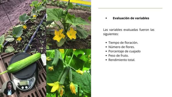 LSM012 - Evaluación de la Productividad de Dos Variedades de Pepino Persa (Cucumis sativus L.), Be…
