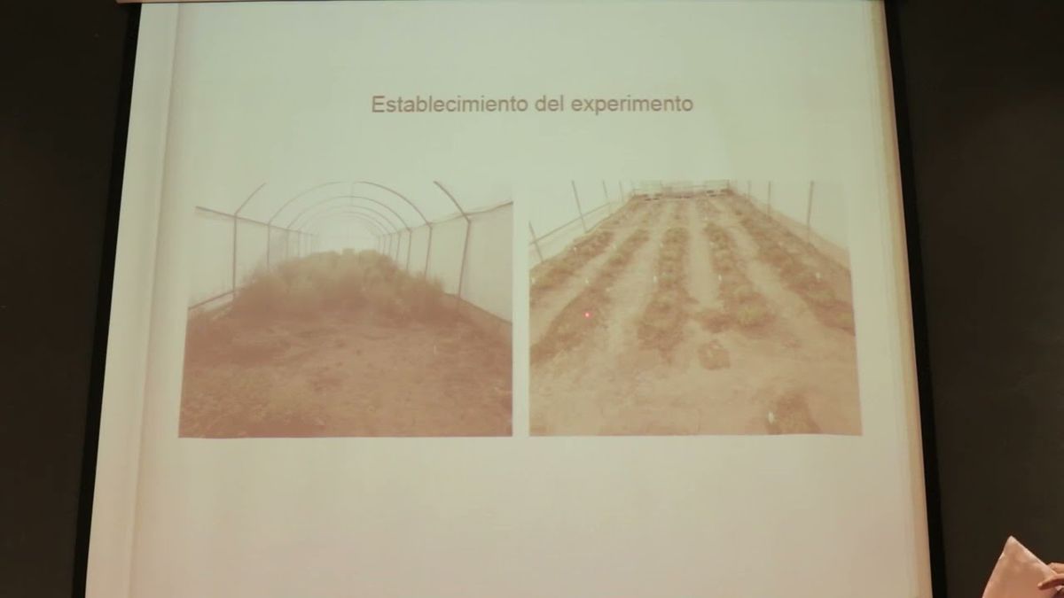 MOR334 - Evaluación de Cantidad de Biomasa en Orégano Cultivado en Condiciones de Invernadero