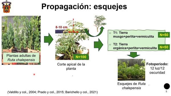 HDG342 - Efecto de Dos Tipos de Sustrato sobre el Enraizamiento de Esquejes y Crecimiento de Ruta C…