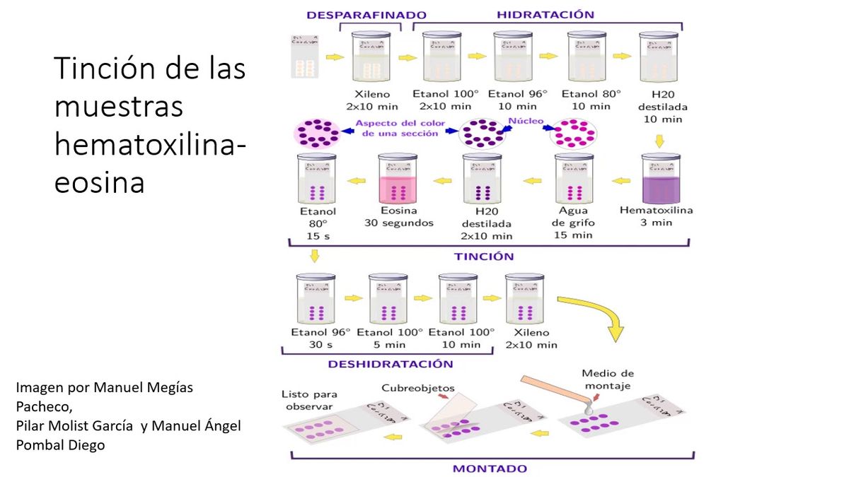 CCC-105 - BIOCOMPATIBILIDAD DE LOS MATERIALES NANOESTRUCTURADOS HIDROXIAPATITA, SILICA Y ALUMINA