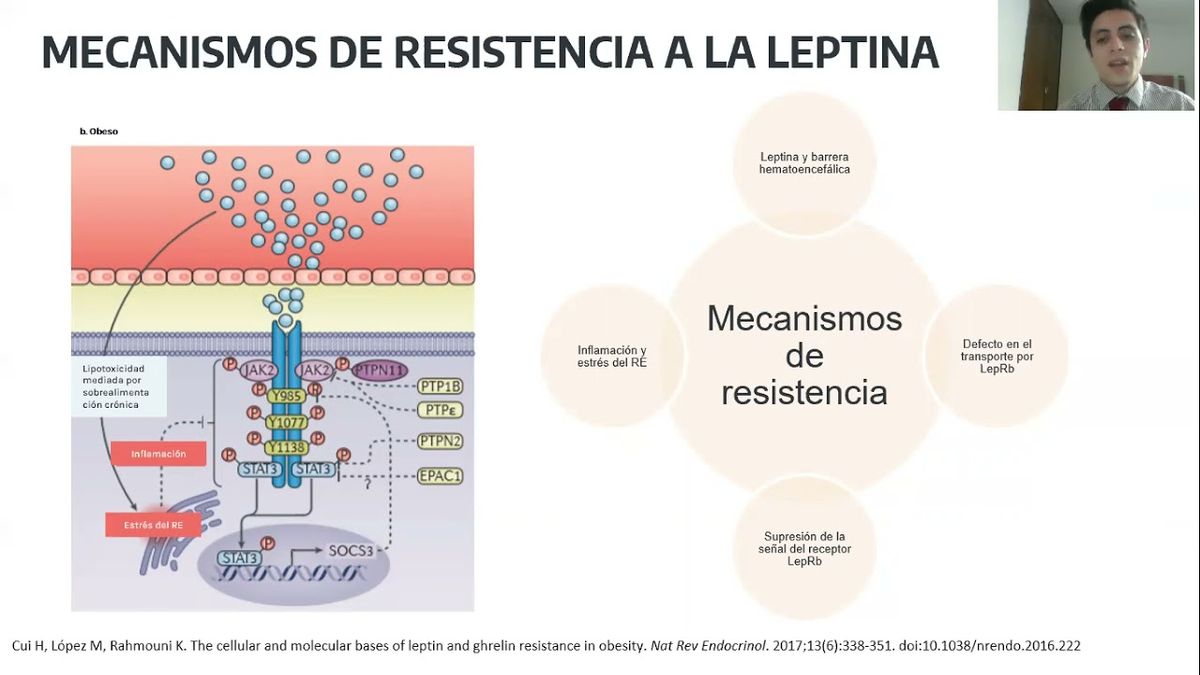 MOR236 - Mecanismos Moleculares de Leptina y sus Procesos Inflamatorios y Metabólicos