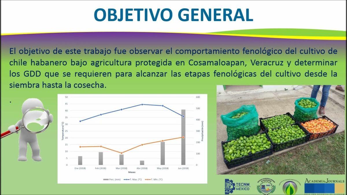 CTM064 - Comportamiento Fenológico del Chile Habanero (Capsicum chinense) bajo Agricultura Protegi…