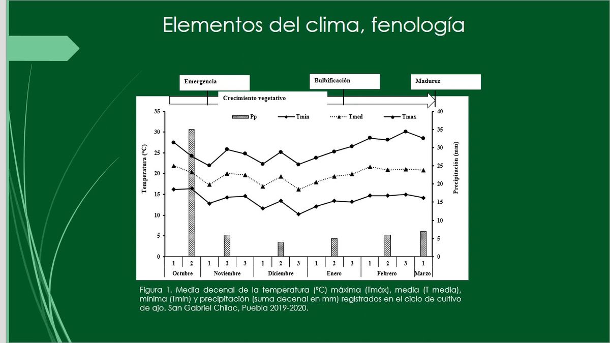 CLY431 - Rendimiento y Componentes de Ajo Cultivado bajo Diferentes Sistemas de Siembra y dos Fuent…