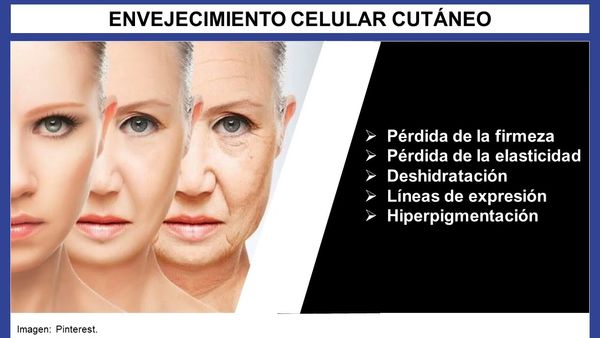 MLA122 - Skin Anti-aging Activity of an Ethanolic Extract from Avocado Peels and Fractions Obtaine…