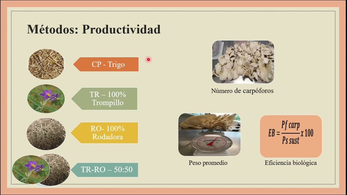 MOR117 - Cultivo de Pleurotus ostreatus (Jacq. :Fr) Kumm. en Sustratos a Base de Solanum elaeagnifo…