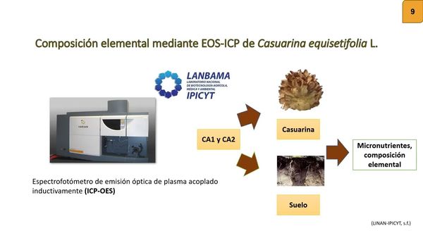 HDG340 - Contenido Elemental de las Infrutescencias Lignificadas de Casuarina equisetifolia L. y su…