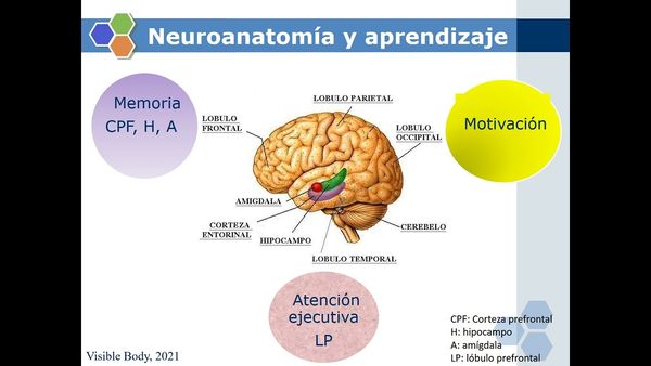 HDG069 - La Neuroeducación como Herramienta para Incentivar la Motivación y la Atención Ejecutiva