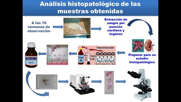 H158 - HEPATITIS OCASIONADA POR LA ADMINISTRACIÓN DE GLUTAMATO MONOSÓDICO EN UN MODELO DE OBESIDA…