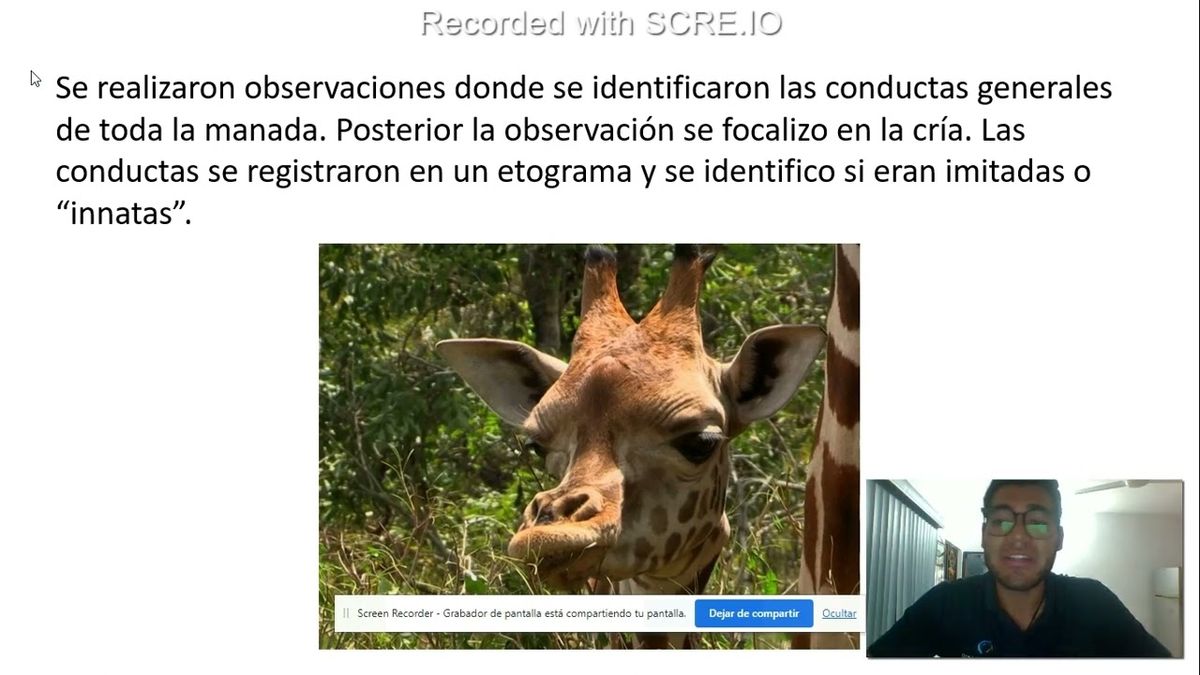 MLA008 - Proceso de Aprendizaje en una Jirafa Cria (Giraffa camelopardalis) en Condiciones de Caut…