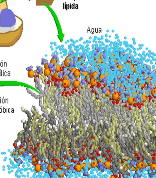 MED211 - Efecto de la Suplementación Crónica de Grasas Saturadas Sobre las Convulsiones Inducidas…