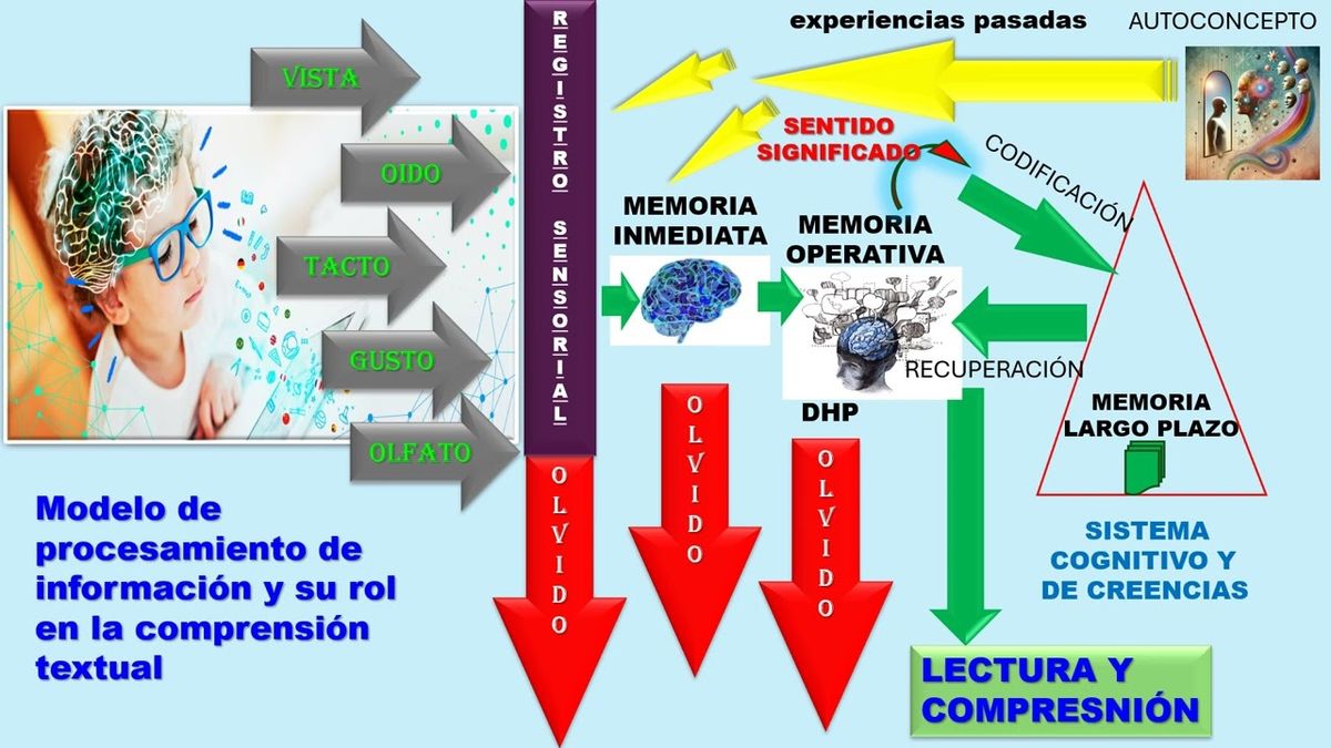 HUA017 - Aportaciones a la Neurociencia Educativa en el Procesamiento de la Información, la Memori…