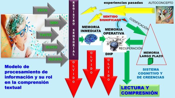 HUA017 - Aportaciones a la Neurociencia Educativa en el Procesamiento de la Información, la Memori…