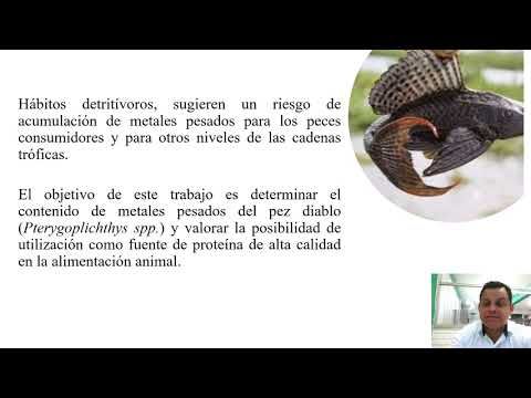 PUE097 -  Determinación de Metales Pesados (Cd, Cu, Hg y Pb) en Harina de Pez Diablo (Pterygoplich…