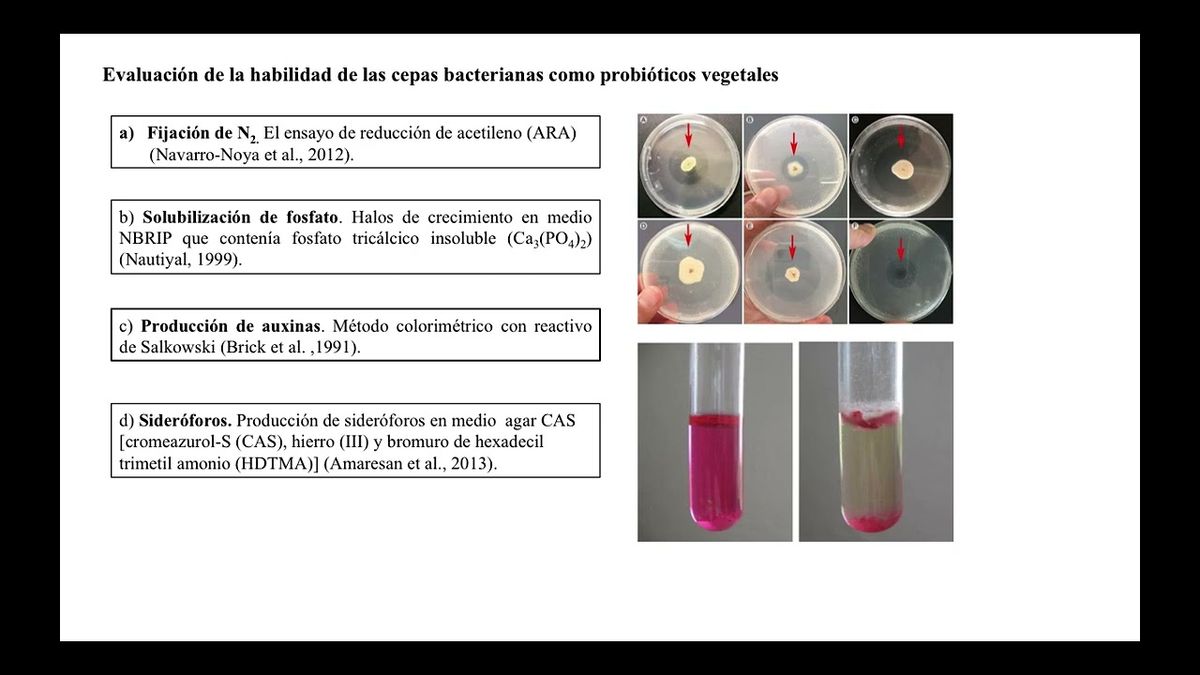 HLG058 - Experiencias del Empleo de Bacterias Probiótico Vegetales como Biofertilizantes en Culti…