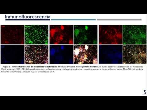 PUE144 - Moléculas con Actividad Antioxidante Incrementan la Proliferación de Células Troncales …