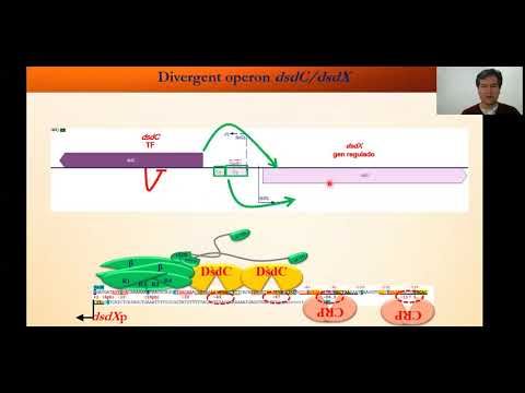 H190 - ANÁLISIS DE LOS MECANISMOS DE ACCIÓN DE LOS FACTORES DE TRANSCRIPCIÓN DE LA FAMILIA LYSR …