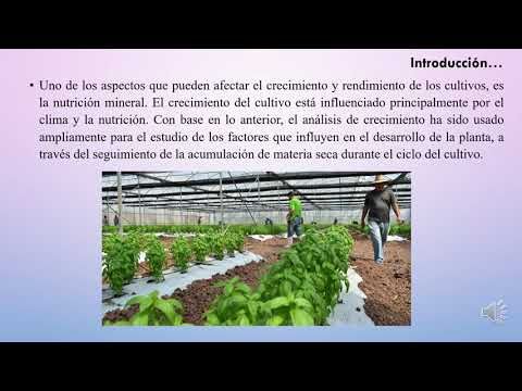 ITP025 - Crecimiento de Albahaca (Ocimum basilicum L.) con Relación a la Nutrición Química