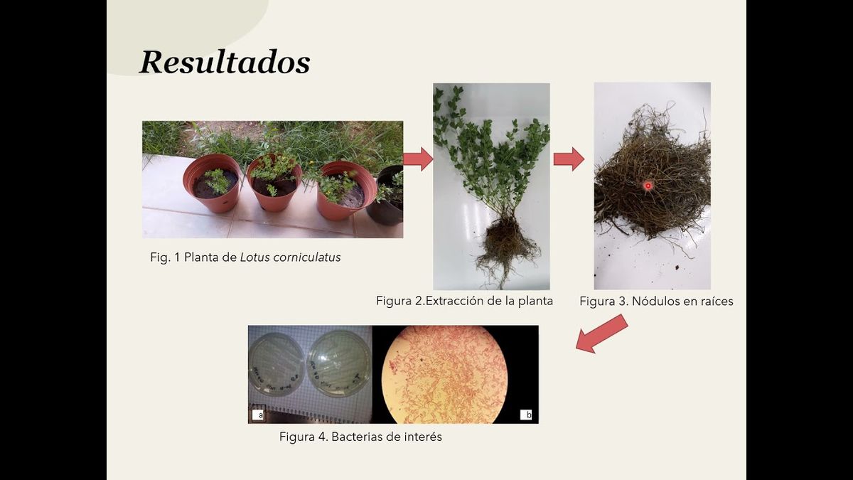 CLY269 - Producción a nivel matraz de bacterias promotoras de crecimiento para Lotus corniculatus