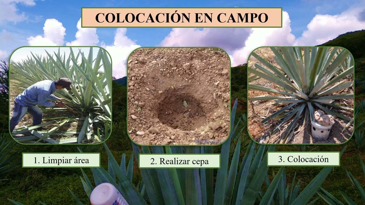 FRS008 - Evaluación de Sinergista Sintético y Tejidos Vegetales para el Trampeo del Picudo del Ag…