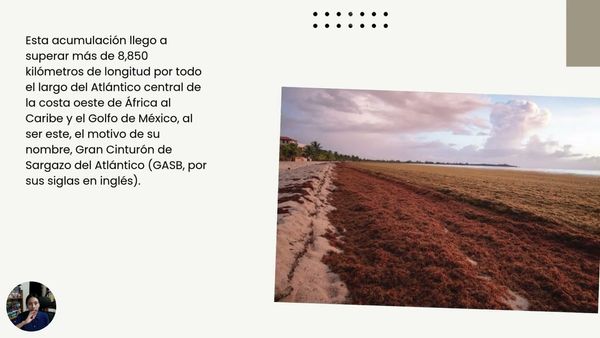 ZTP050 - Producción de un Biotextil como Sargazum spp (Sargazo) como una propuesta de economía ci…