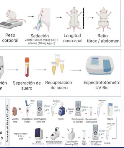 NOV081- Papel de KLF10 en la Modulación de la Vía PI3K-AKT durante la Alteración del Metabolismo…