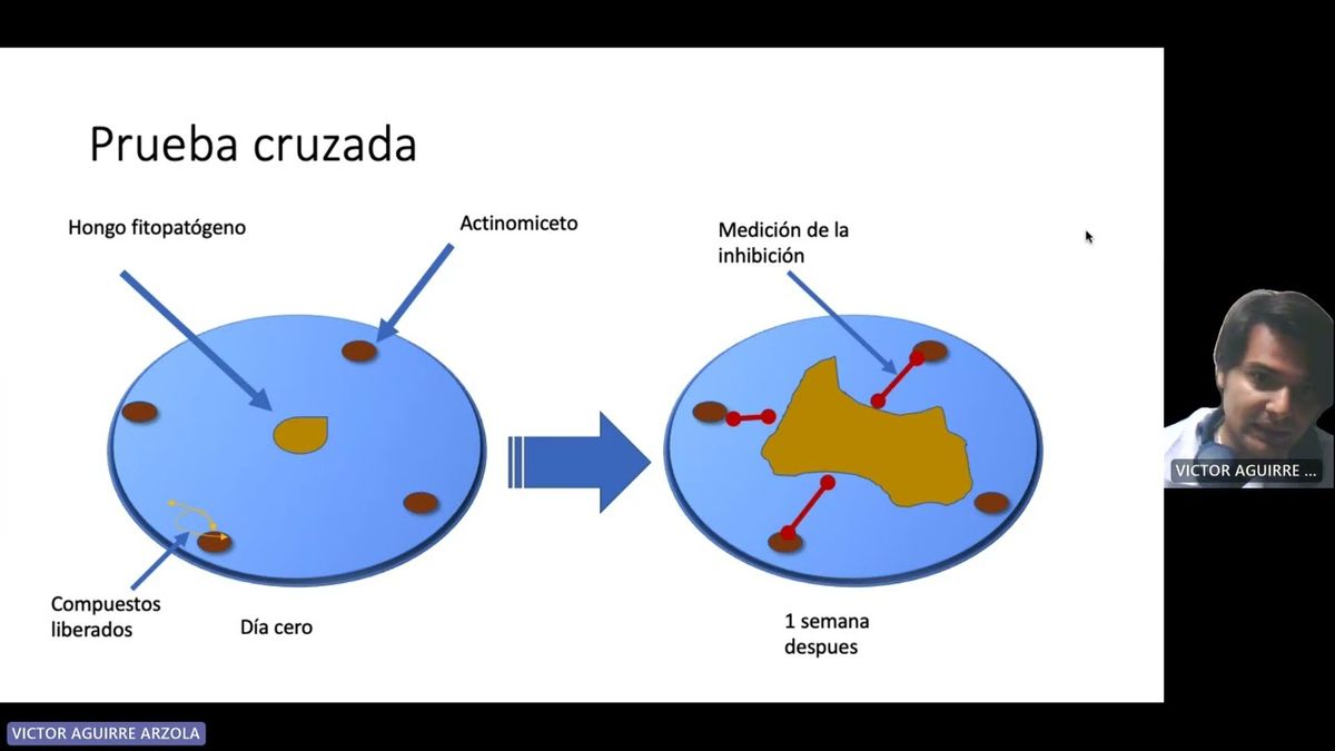 CPS027 - Aislamiento de Organismos de micorrizas extraídos de la rizosfera de Moringa oleífera