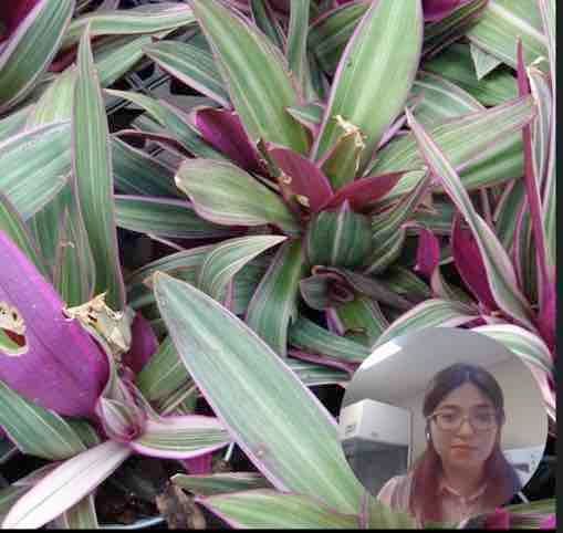 HDG158 - Evaluación In Vitro de la Actividad Inmunoestimulante Inducida por el Extracto Metanólic…