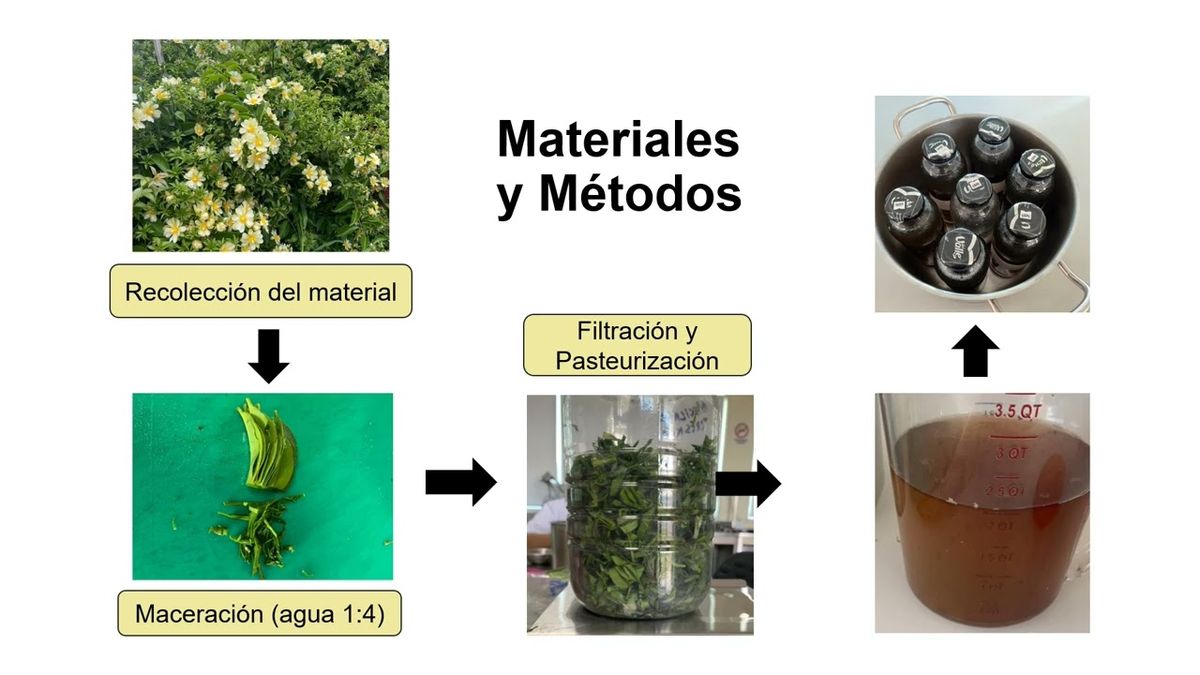 CLY183 - Efecto Microbicida del Mucílago de Pereskia aculeata Miller sobre Levaduras y Bacterias d…