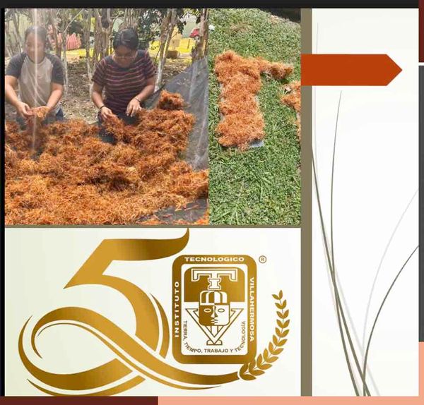 HDG359 - Proposal for the Use of Coconut Fiber (Cocos nucifera) in the Manufacture of Ceiling Panel…