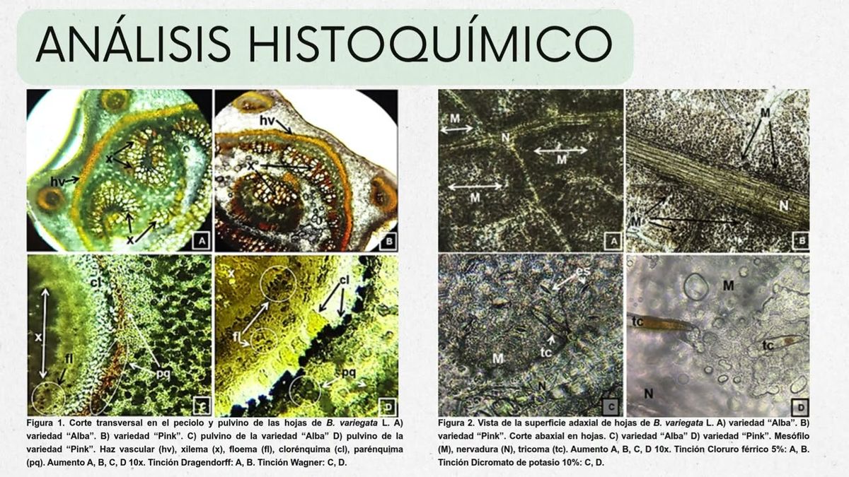 MED294 - Evaluación fitoquímica e histoquímica de los metabolitos secundarios presentes en hojas…